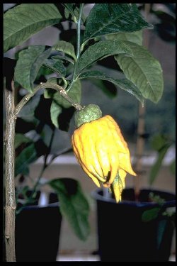 Citrus medica 'Sarcodactylus' syn. 'Buddhas Hand'