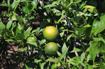 Citrus deliciosa 'Mediterran'