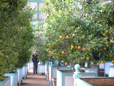 Citrus in Kuebeln in der Winterung