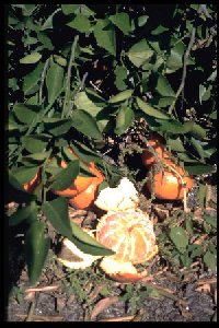 Citrus tangerina 'Dancy'