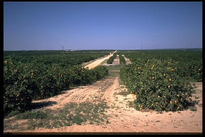 Eine Apfelsinenplantage in Florida