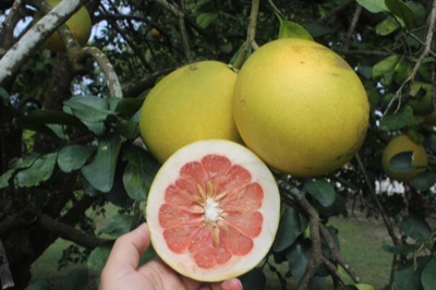 Citrus maxima 'LiangPing'