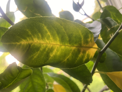 Phytophthora Wurzelfäule an Citrus