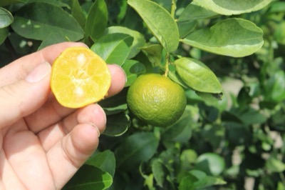 Citrus depressa, Shekwasha Manadrine