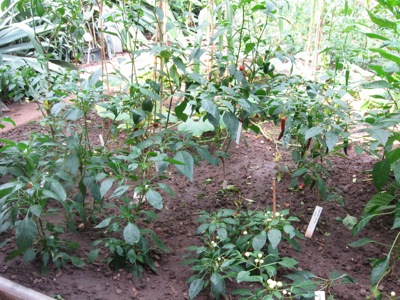 Verschiedene Chili-Pflanzen im Eingangsbereich