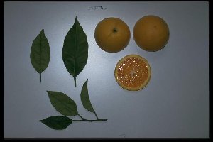 Citrus sinensis ´Tarrocco´